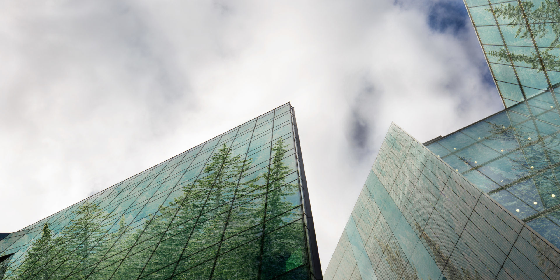 Trees images on Glass Buildings