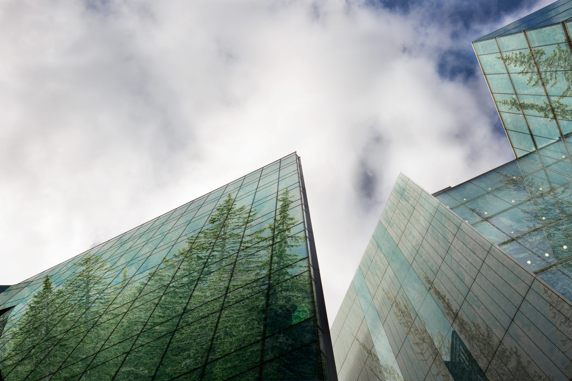 Trees images on Glass Buildings